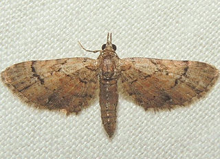 <i>Eupithecia palpata</i> Species of moth