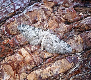 <i>Eupithecia semigraphata</i> Species of moth