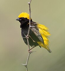 Euplectes afer -Danau Baringo, Kenya -laki-laki 8 CROP.jpg