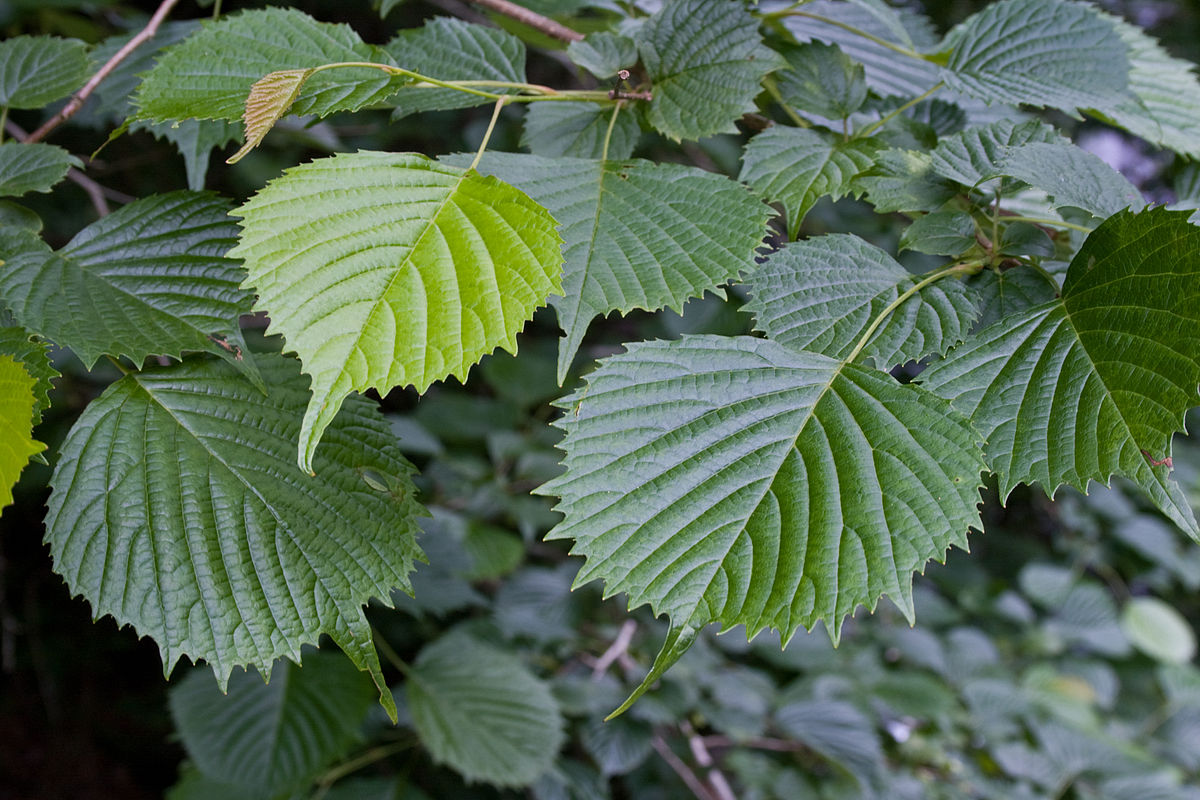 Hamamelis japonica - Wikispecies