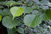 Leaves