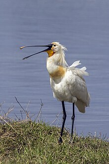 in breeding plumage, Spain Eurasian spoonbill (Platalea leucorodia) breeding 2.jpg