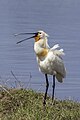 * Nomination Eurasian spoonbill (Platalea leucorodia) --Charlesjsharp 08:53, 24 January 2024 (UTC) * Promotion  Support Good quality. --Velvet 07:35, 25 January 2024 (UTC)