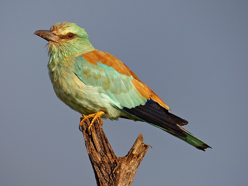 File:European Roller (Coracias garrulus) (14031014124).jpg