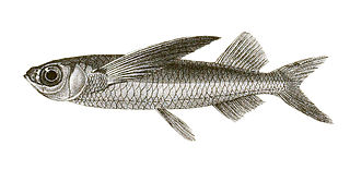 <i>Parexocoetus mento</i> Species of fish