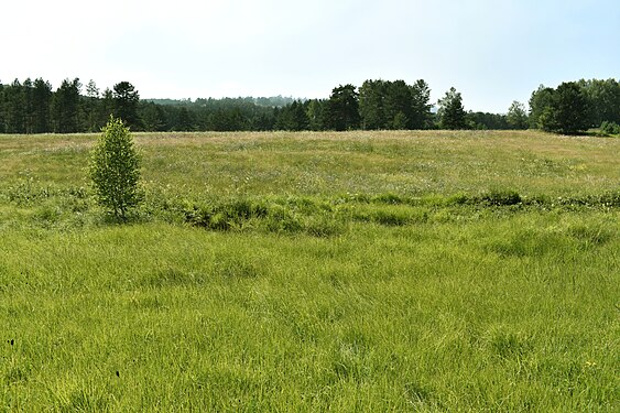 Meadow, Divčibare, Serbia