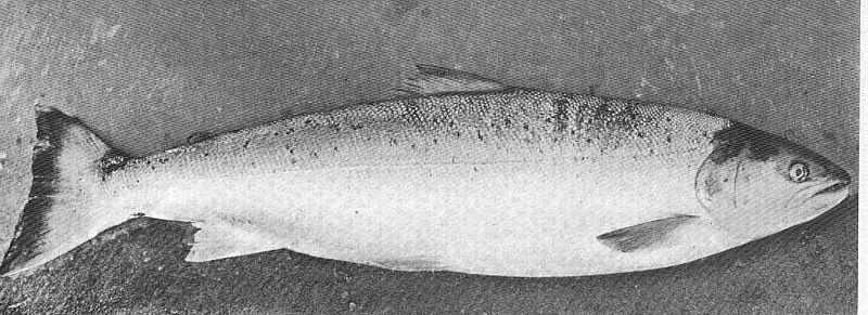 File:FMIB 49615 9 lbs Supposed by fishermen on the Coquet to be a cross between Salmon and Sea-trout 9th July 1907.jpeg