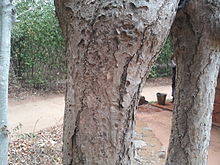 Falconeria insignis at Pophum's Arboretum, Dambulla.jpg