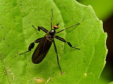 A female R. longicauda waits on nearby vegetation to fill her pleural sac with air before entering the lek Fancy Dance Fly - Flickr - treegrow.jpg