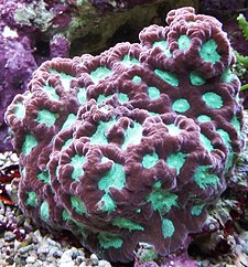 Living Favites stony coral Favites pentagona 1.JPG