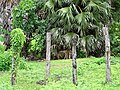 Fenceposts with Palms - Stung Treng - Cambodia (48444461166).jpg
