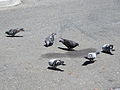 Feeding in Redwood City