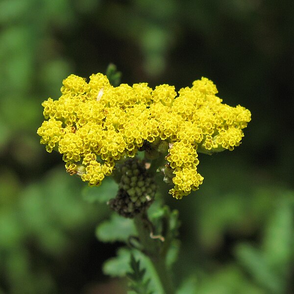 File:Fern-leaf Yarrow Achillea filipendulina.jpg