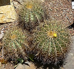 Ferocactus glaucescens