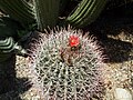 Ferocactus, Saguaro National Park (2003)