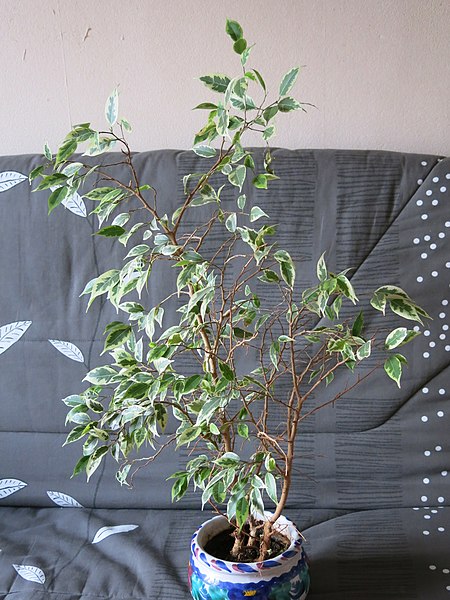 File:Ficus benjamina variegata in pot D200107.jpg