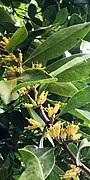 Ficus microcarpa – Twig with flowers.