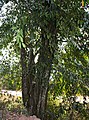 Ficus tinctoria subsp. gibbosa