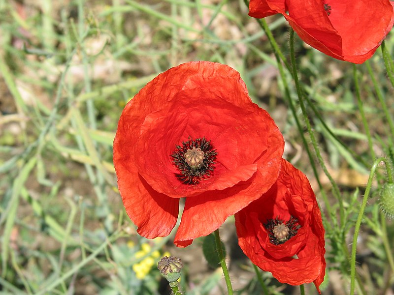 File:Field poppy - Papaver rhoeas - panoramio (2).jpg