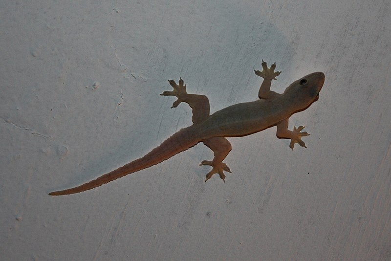 File:Flat-tailed House Gecko (Cosymbotus platyurus)5.jpg