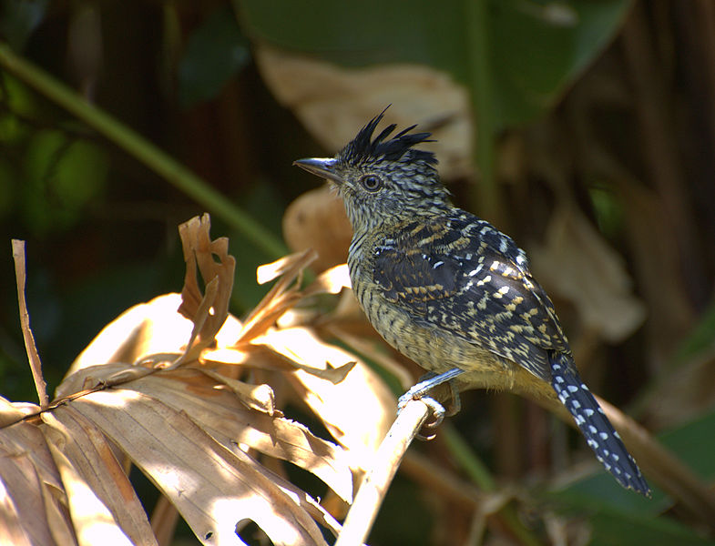 File:Flickr - Dario Sanches - CHOCA-BARRADA macho (Thamnophilus doliatus).jpg