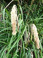 Carex pendula