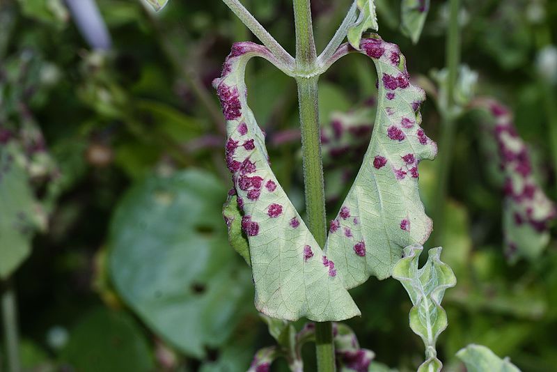 File:Flora of Calicut 5380.jpg