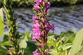 Purple loosestrife