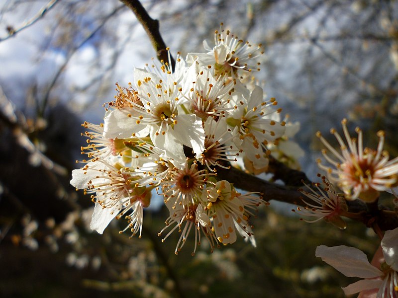 File:Flowers of prunus domestica or such.jpg