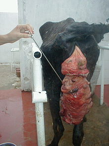 Prolapsed uterus in a cow Forboutaedje velire deujhinme coine.jpg