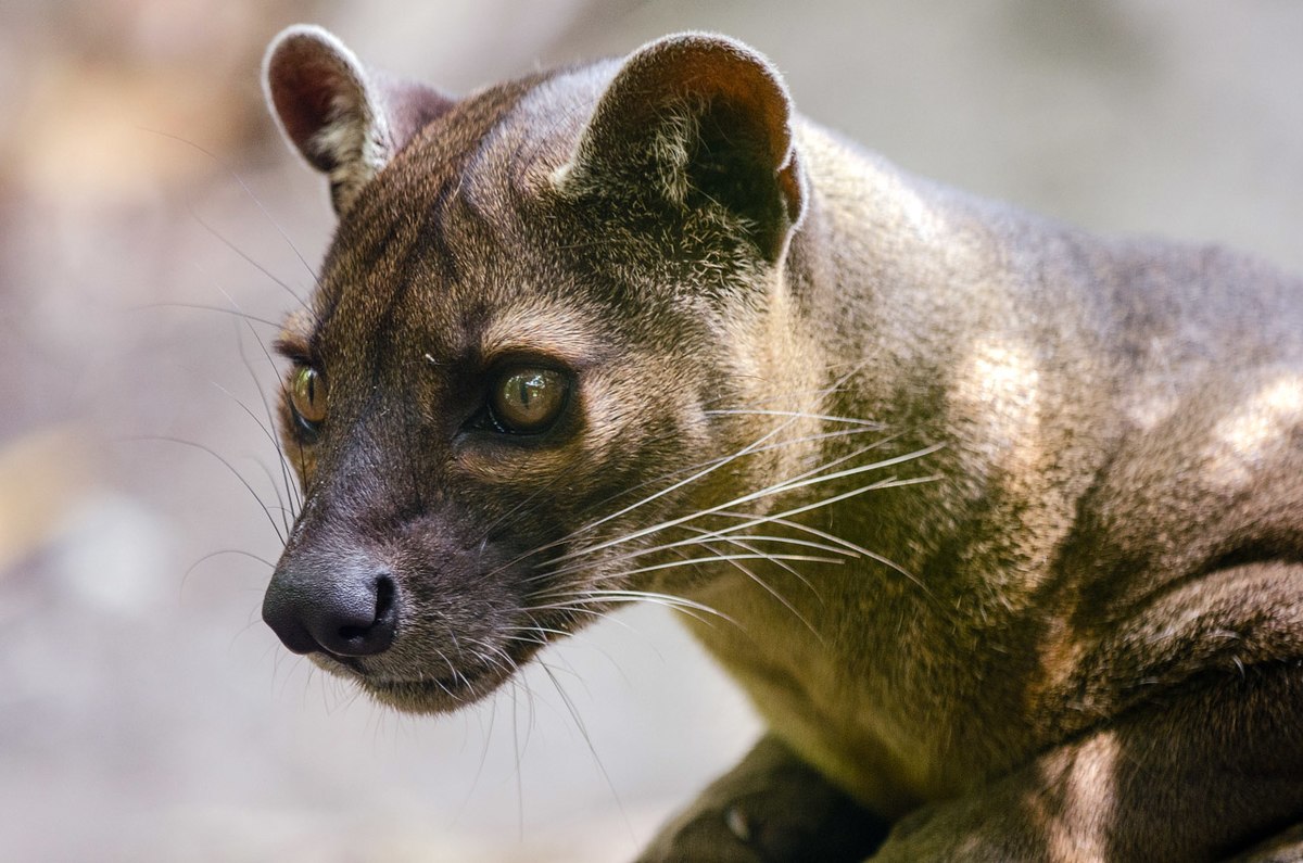 Fossa Vikipedi