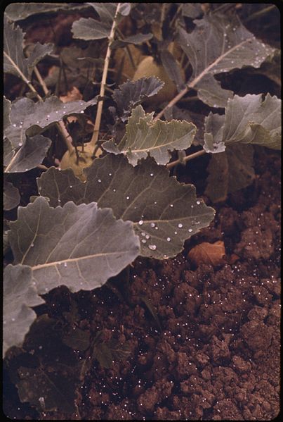 File:GLOBULES OF CHEMICALS USED IN THE PRODUCTION OF CHLORINE DOT THE DIRT AND LEAVES OF A PLANT IN A TRUCK GARDEN. THE... - NARA - 555548.jpg