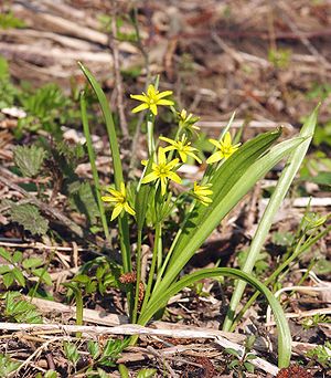 Estrela amarela da floresta (Gagea lutea)