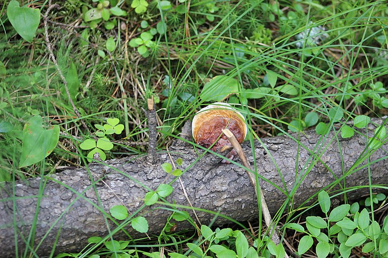 File:Ganoderma lucidum 81597473.jpg