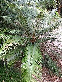 <i>Cycas seemannii</i> Species of plant in the family Cycadaceae