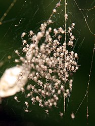 Gasteracantha mammosa spiderlings next to their eggs capsule.jpg