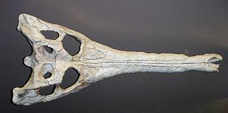 <i>Gavialosuchus</i> Extinct genus of reptiles