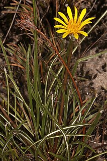 <i>Gazania linearis</i> Species of flowering plant