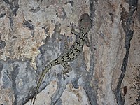 Gekko siamensis