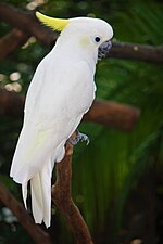 Thumbnail for Yellow-crested cockatoo