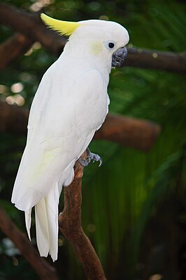 Yellow-cheeked Cockatoo (Cacatua sulphurea)