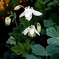 Gemeine Akelei (Aquilegia vulgaris)