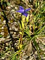 Gentianopsis ciliata Germany - Rheinland-Pfalz