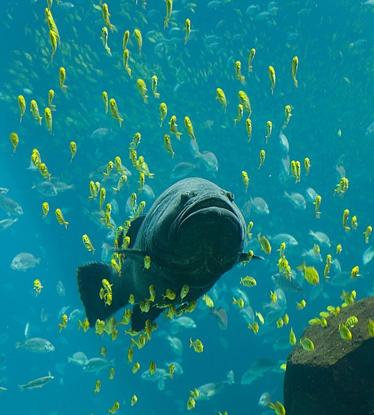 File:Georgia Aquarium - Giant Grouper.jpg