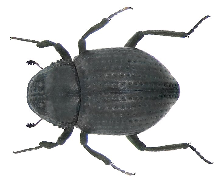 File:Georissus crenulatus (Rossi,1794) (4199177955) (2).jpg