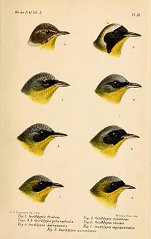 Heads of Geothlypis taxa GeothlypisKeulemans.jpg