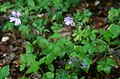 Geranium gracile