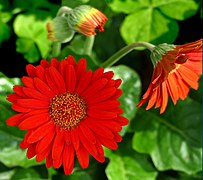 Gerbera 'Sweet Glow' (Gerbera Daisy) Blossom