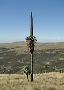 Lobelia rhynchopetalum Giant lobelia