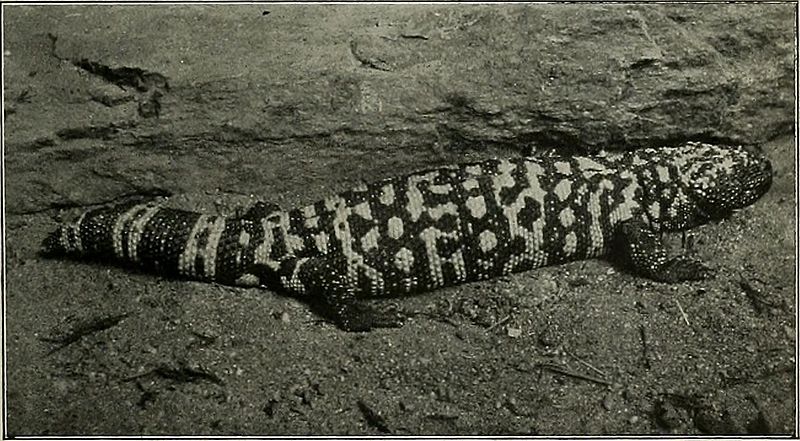 File:Gila monster- Image from page 90 of "Western field" (1902).jpg